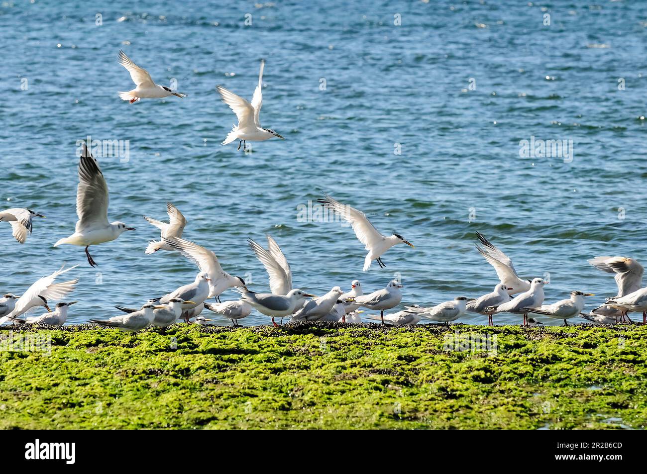Birds flock in front Puerto Madryn city, Chubut Province, Patagonia, Argentina. Stock Photo