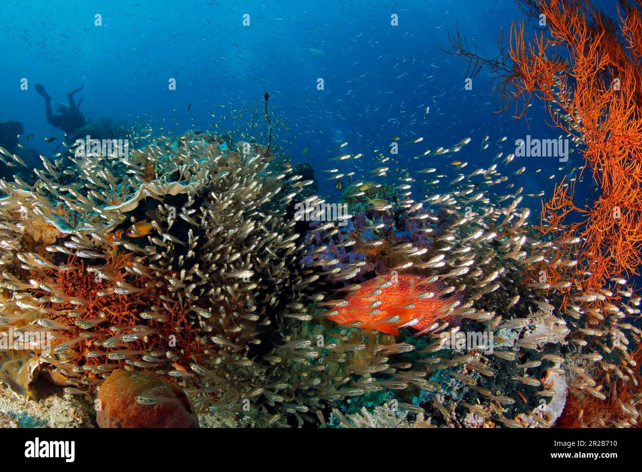 Colorful Coral Reef Teeming with Life. Gam, Raja Ampat, Indonesia Stock Photo