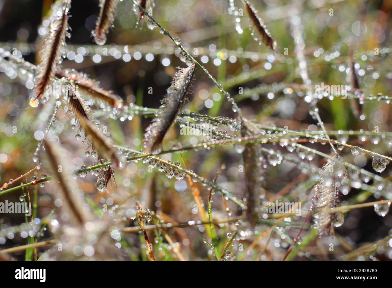 Dew on Summer Grass Stock Photo
