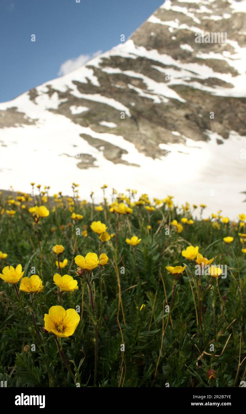Yellow High Alpine Flowers Stock Photo
