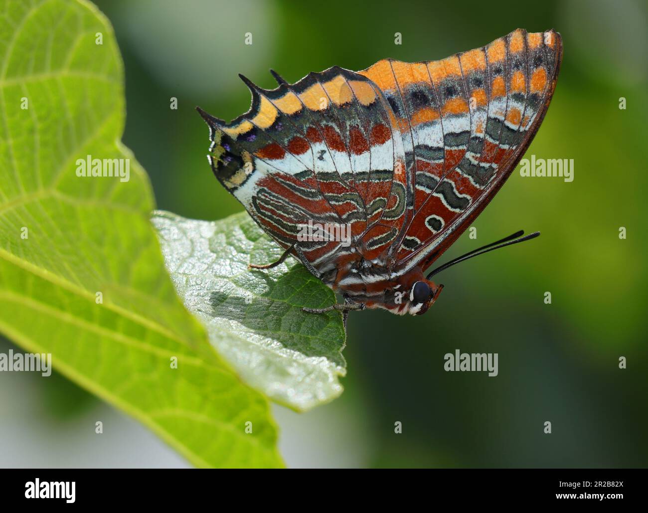 Excellent example of a female Two-tailed pasha butterfly - Charaxes