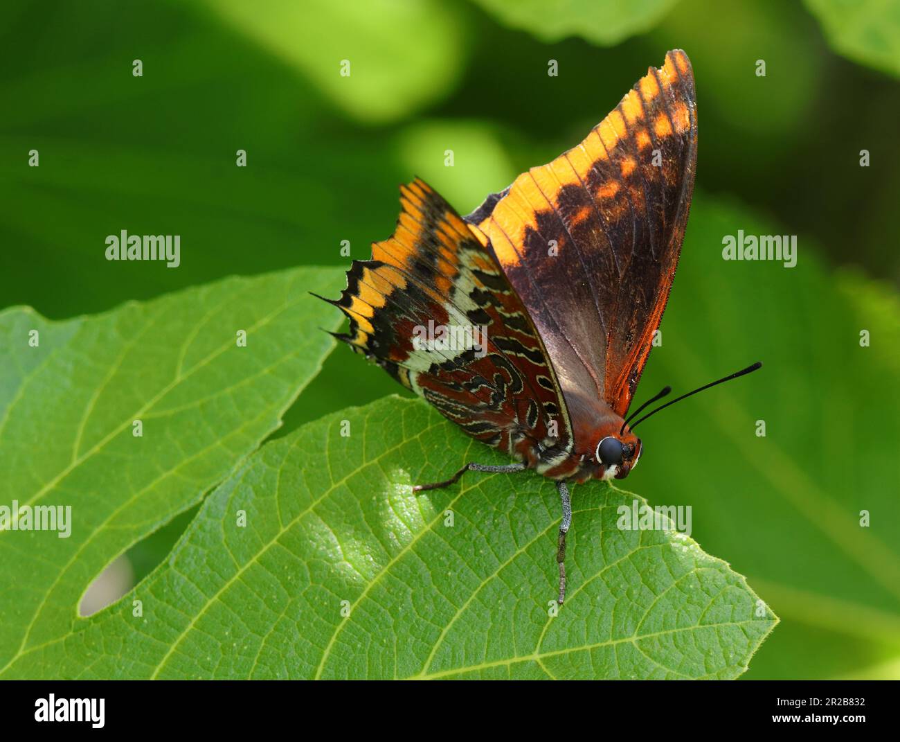 Excellent example of a female Two-tailed pasha butterfly - Charaxes