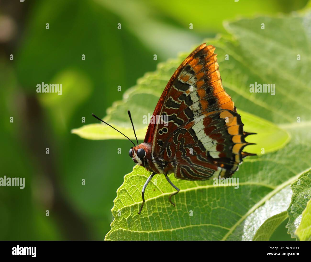 Excellent example of a female Two-tailed pasha butterfly - Charaxes