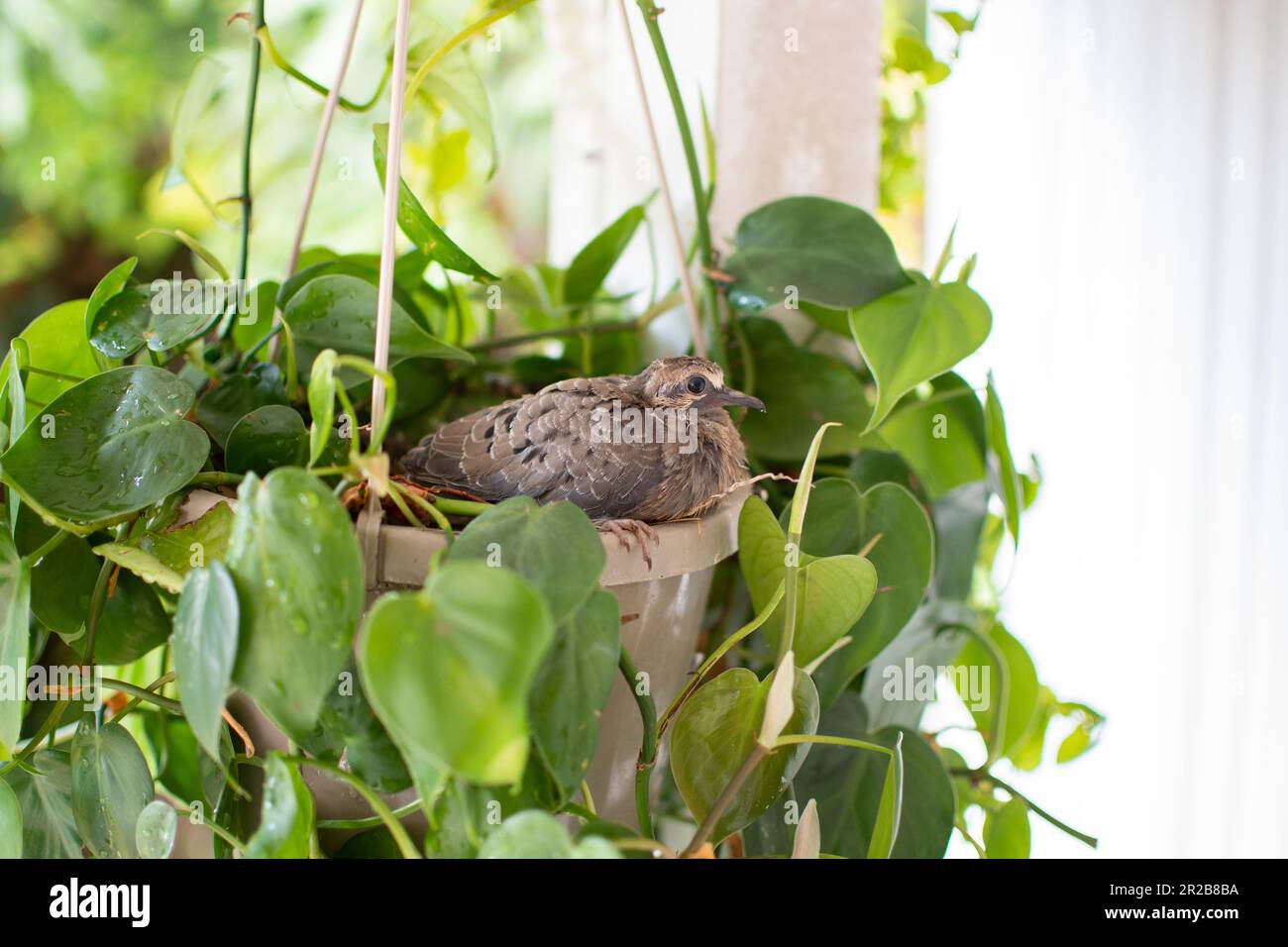 Baby pigeon is ready to leave the nest. Bird leaving the nest, Mourning dove fledgling Stock Photo
