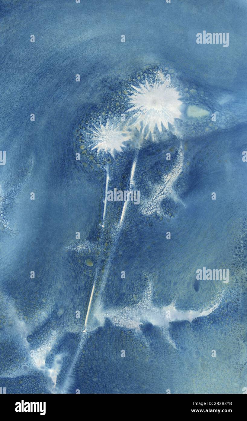Echinops, Globe Thistle, Prussian blue, wet cyanotype botanical Stock Photo