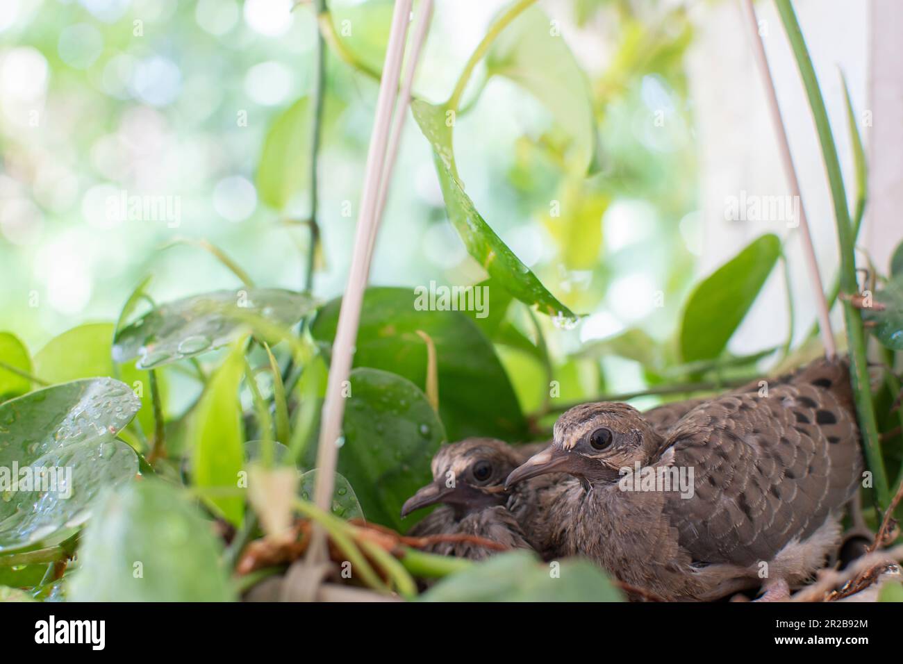Two baby mourning doves fledgling sitting in their nest in the hanging basket. Stock Photo