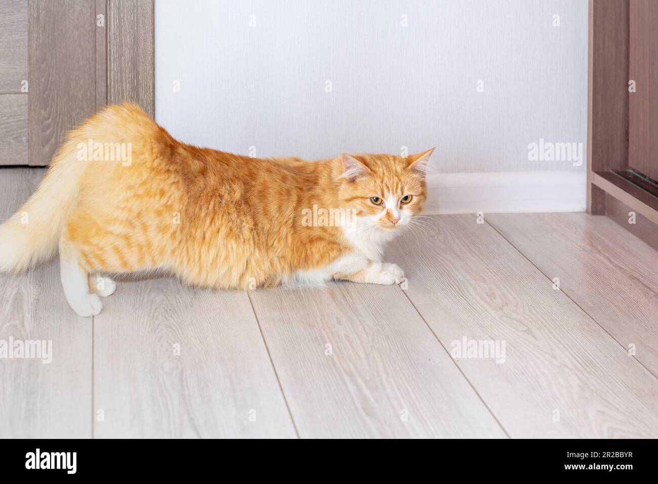 red cat took a pose for mating during estrus. Estrus in a cat Stock Photo Alamy