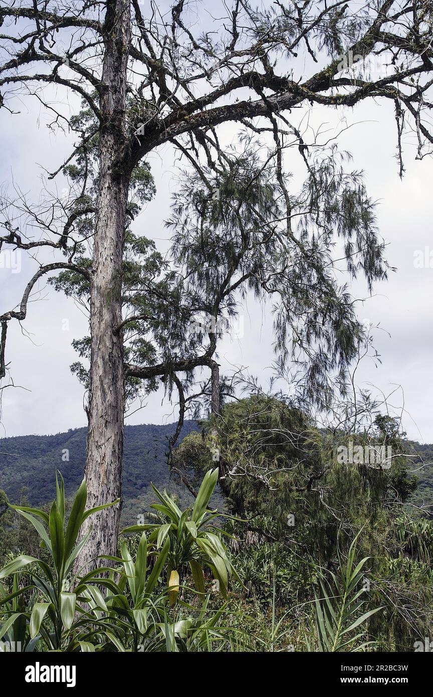 Papua New Guinea; Eastern Highlands; Goroka; tall tree in a tropical forest; hoher Baum in einem tropischen Wald; árbol alto en un bosque tropical PNG Stock Photo