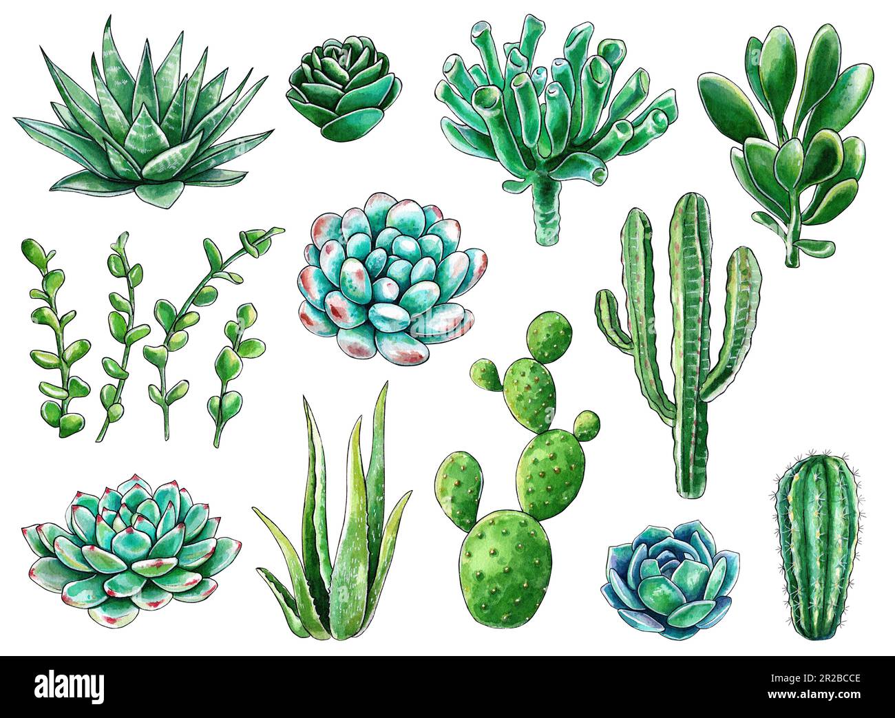 Set of succulents isolated on white background. Watercolor hand drawn ...