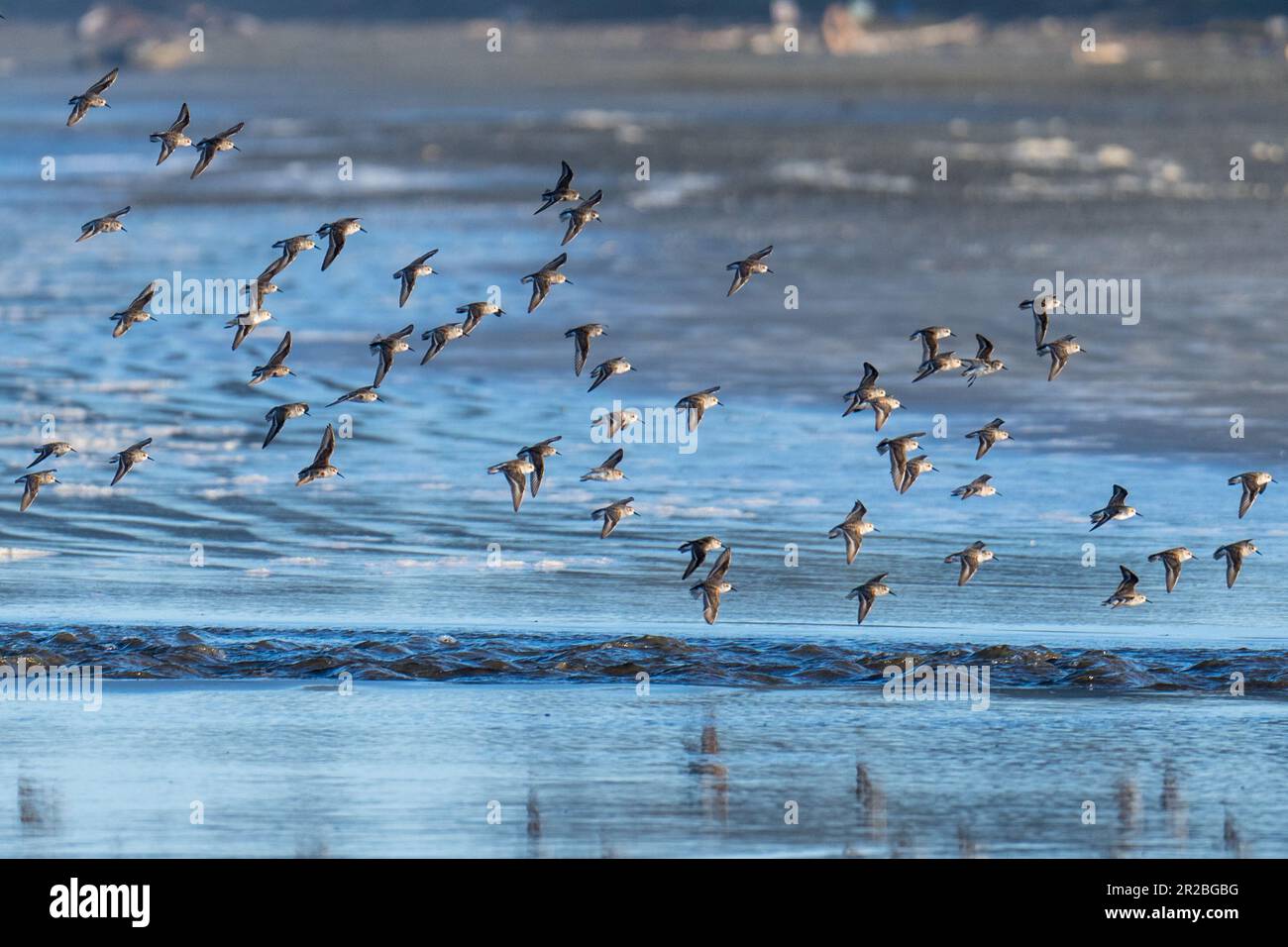 Shorebirds flying in flight. Crescent Beach, Crescent City, California