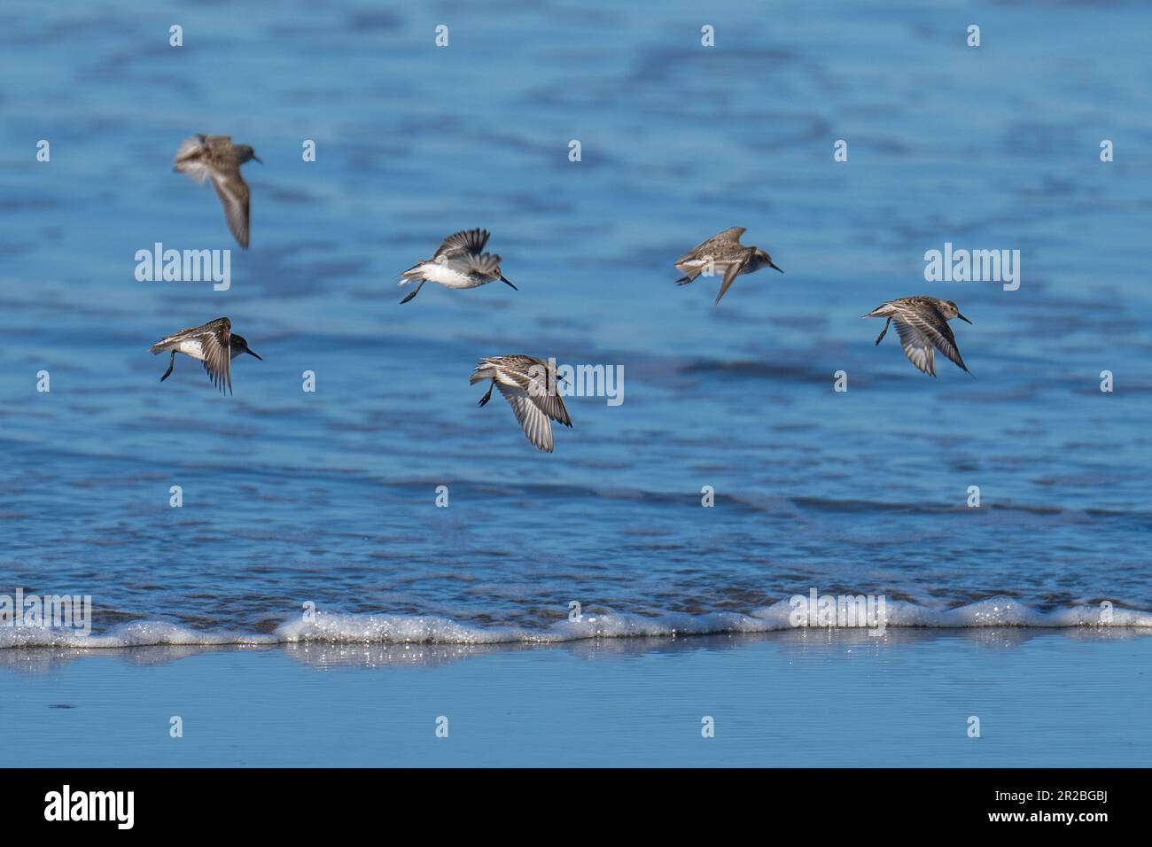 Shorebirds flying in flight. Crescent Beach, Crescent City, California
