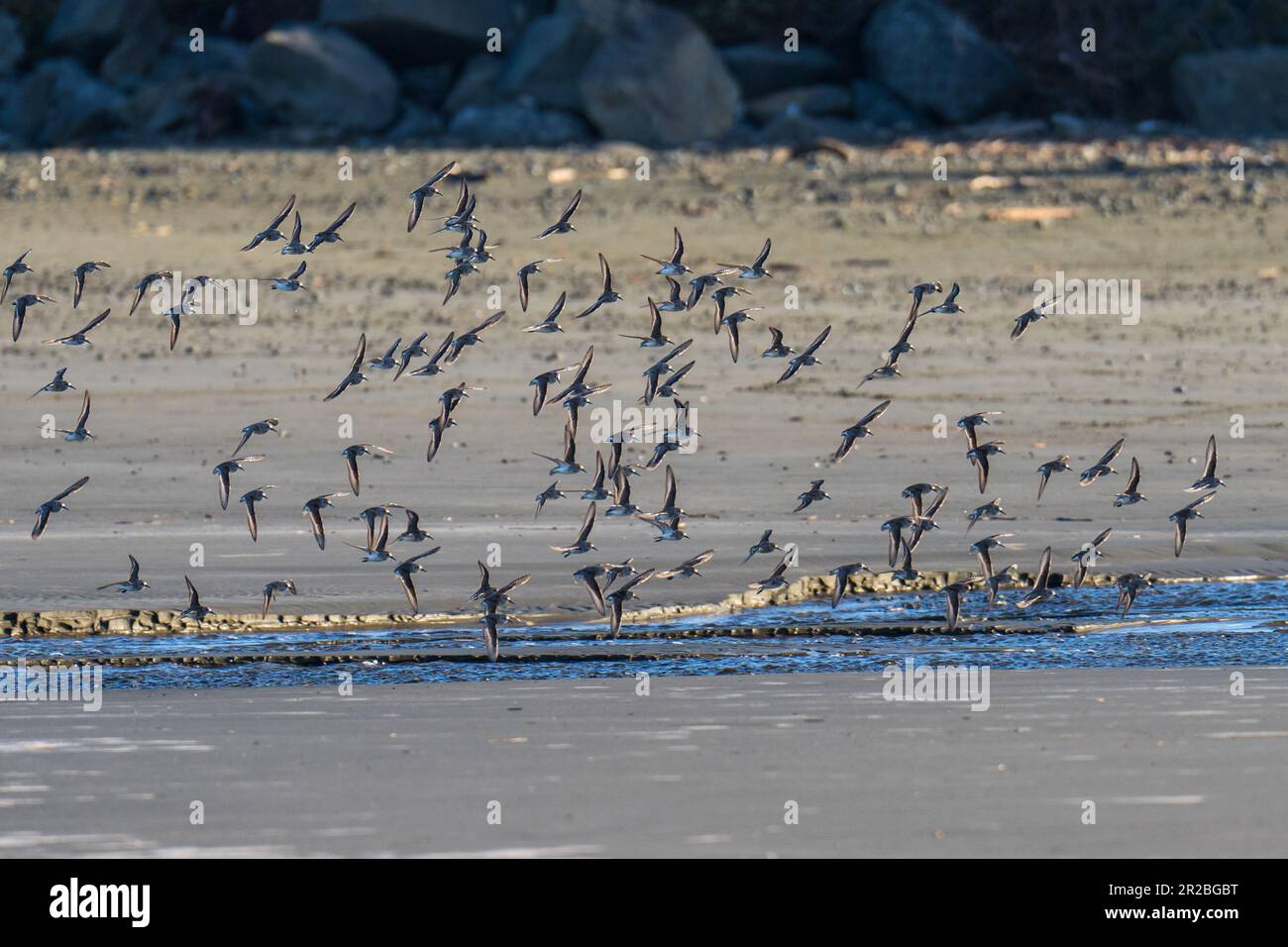 Shorebirds flying in flight. Crescent Beach, Crescent City, California