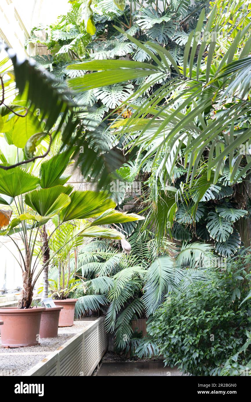 philodendron for sale Big Leaf Philodendron main image 1