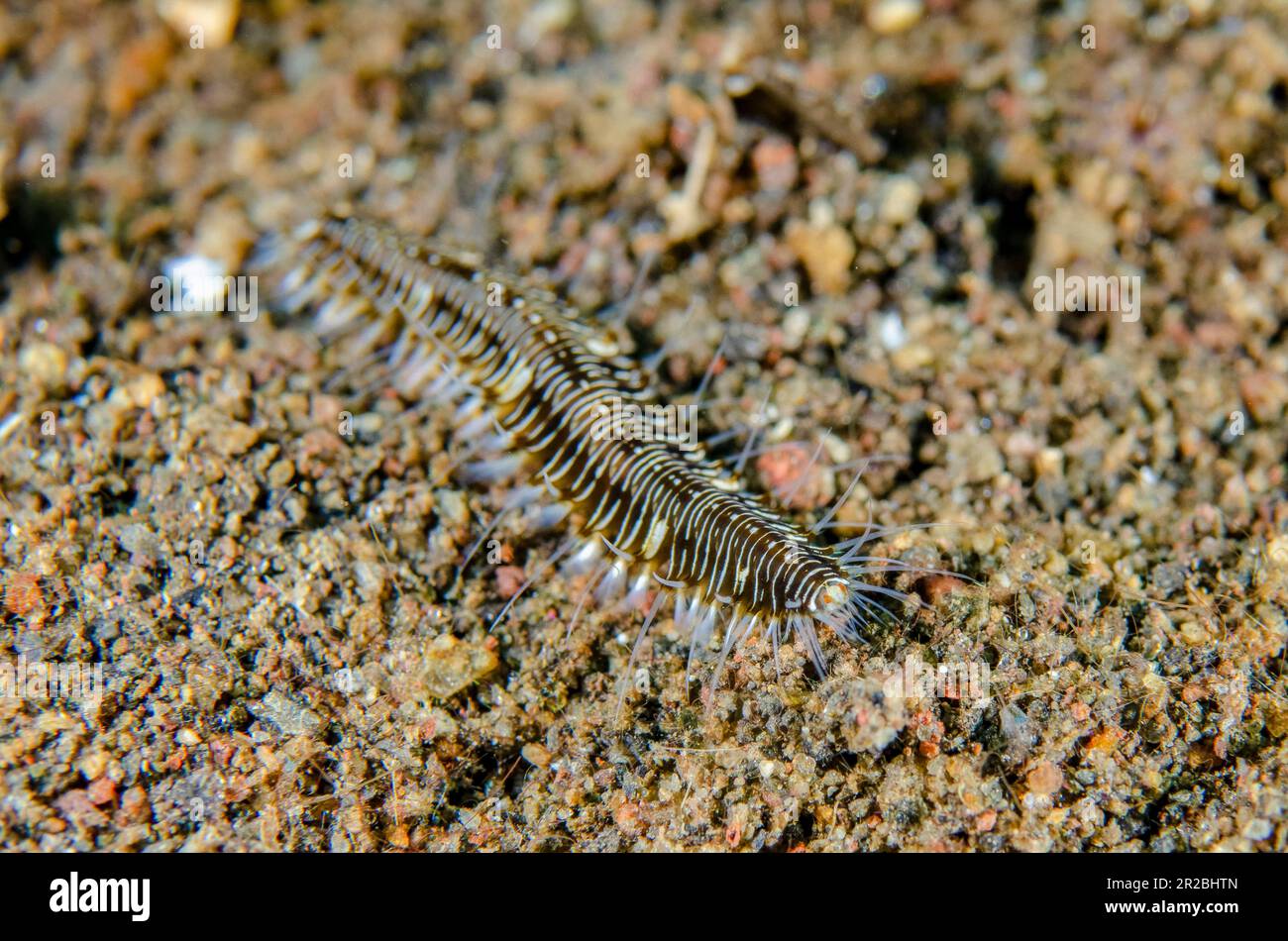 Bristle Worm, Hesionidae Family, Bulakan Dive Site, Tulamben, Karangasem Regency, Bali, Indonesia Stock Photo