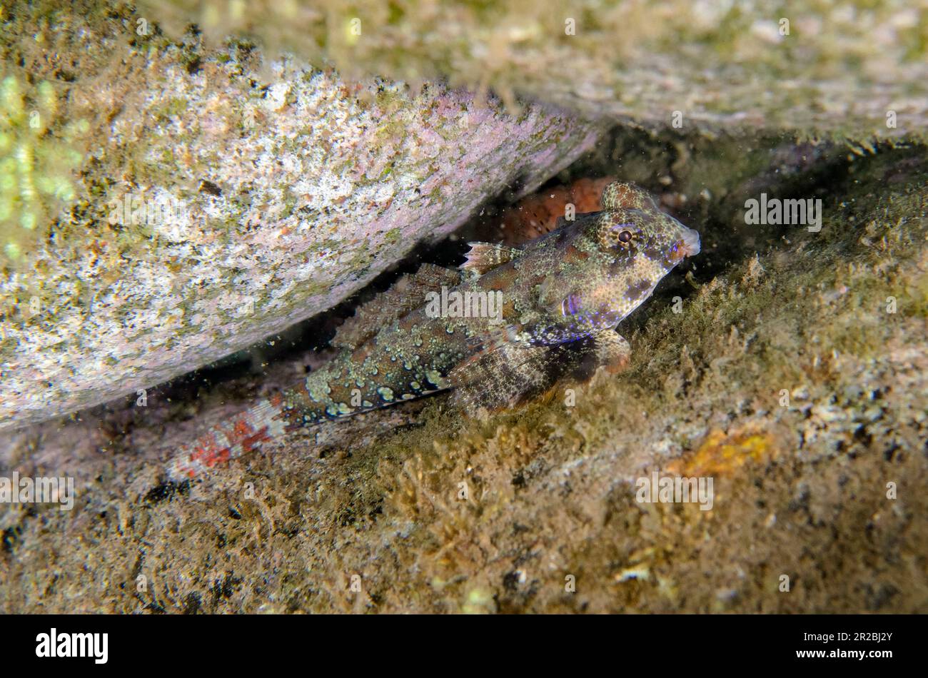 Ocellated Dragonet, Synchiropus ocellatus, Melasti dive site, Amed, Karangasem Regency, Bali, Indonesia Stock Photo