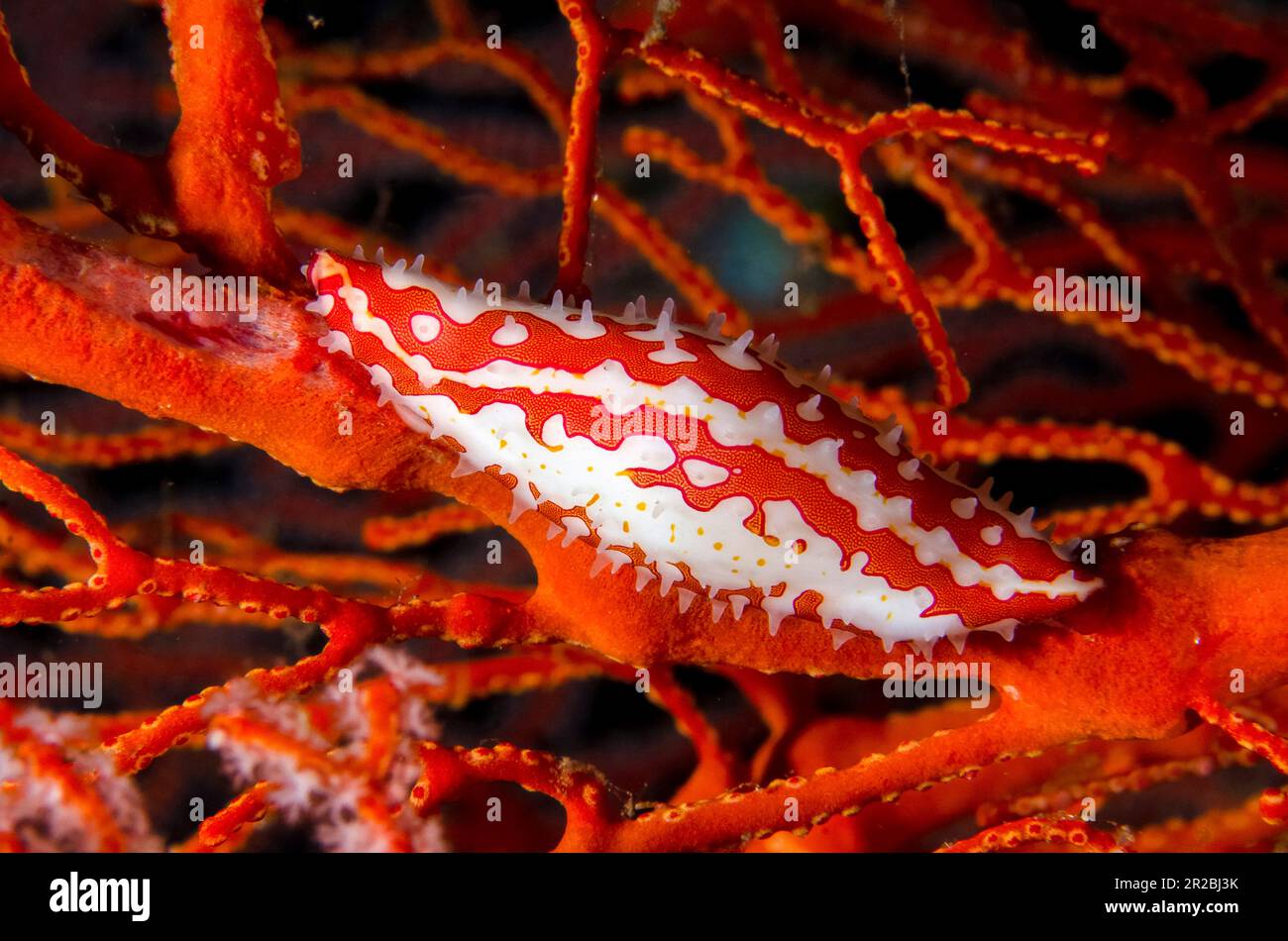 Orange-tipped Spindle Shell, Pellasimnia improcera, on fan coral, Jemeluk Bay Gallery dive site, Amed, Karangasem Regency, Bali, Indonesia Stock Photo