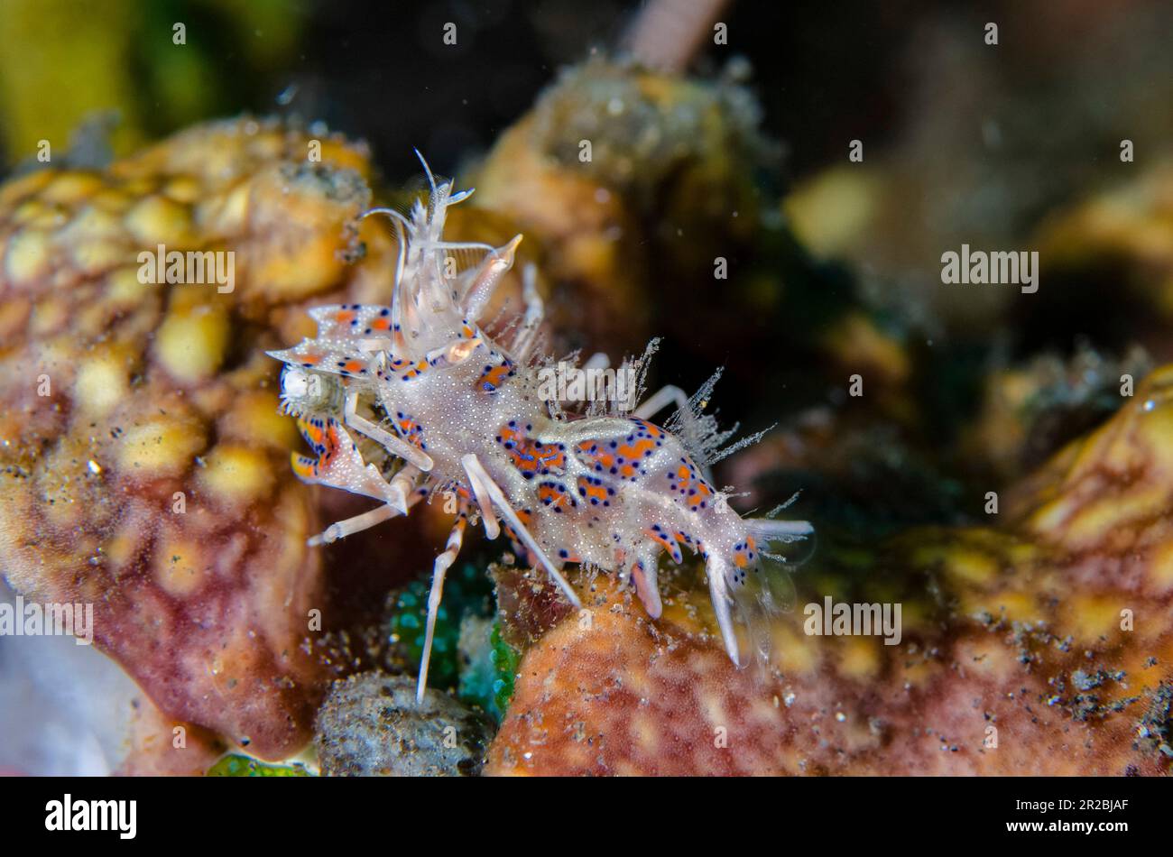 Tiger Shrimp, Phyllognathia ceratophthalmus, feeding on starfish morsel, Batu Ringgit dive site, Tulamben, Karangasem Regency, Bali, Indonesia Stock Photo