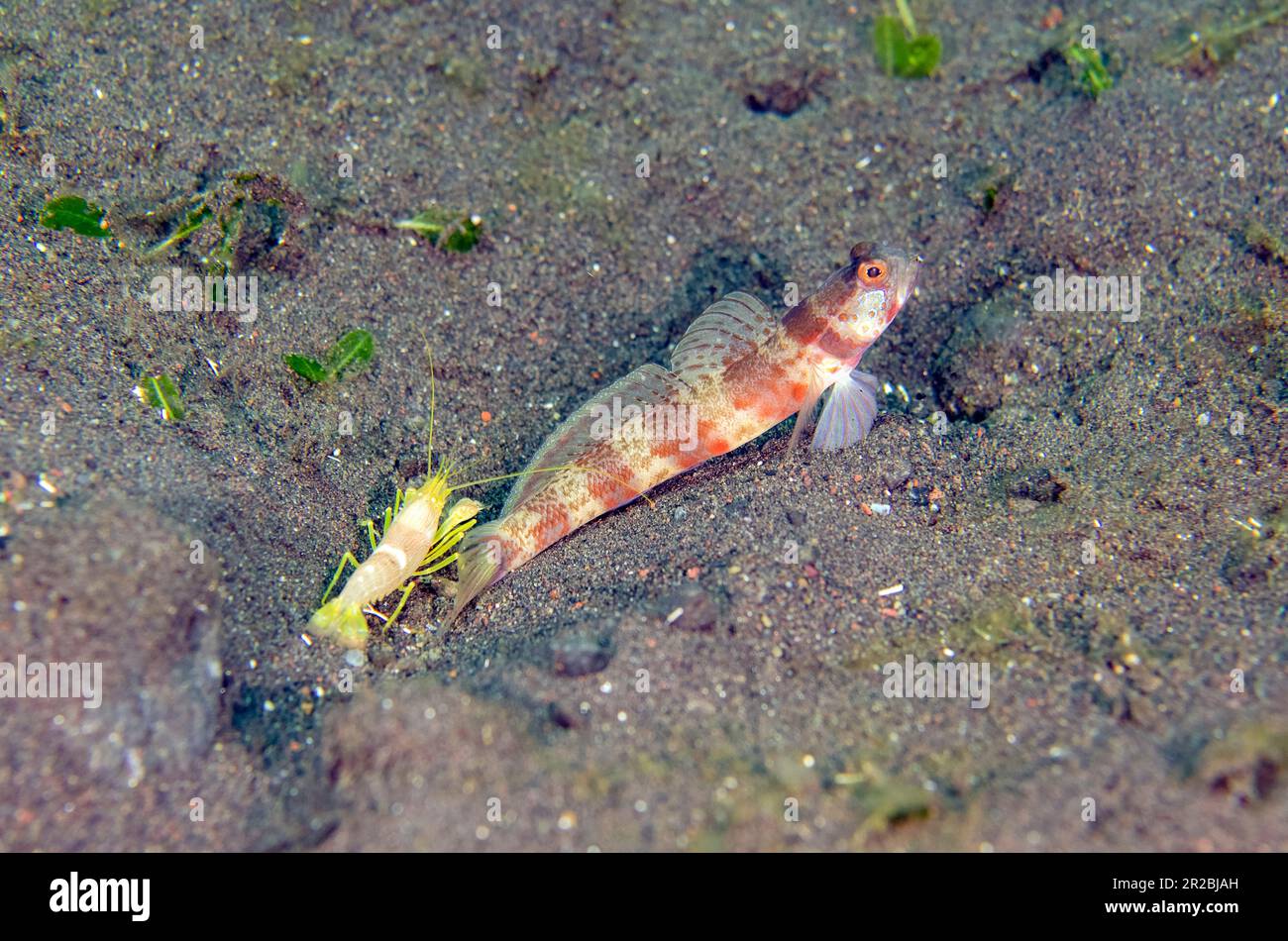 Blotchy Shrimpgoby, Amblyeleotris periophthalma, with White Saddle Snapping Shrimp, Alpheus sp, Batu Ringgit dive site, Tulamben, Karangasem Regency, Stock Photo