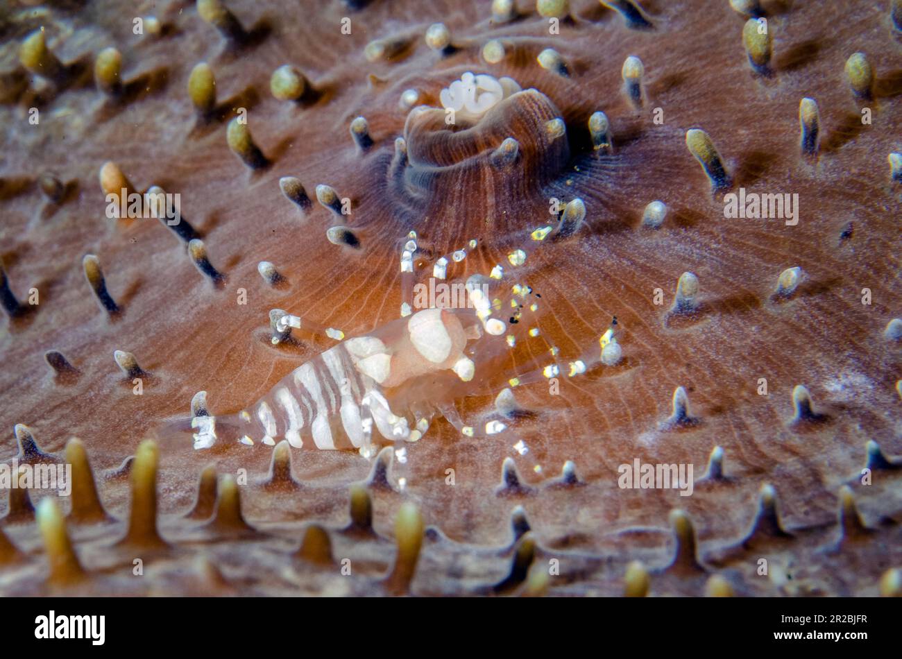 Hidden Corallimorph Shrimp, Pliopontonia furtiva, on Corallimorph Coral, Rhodactis rhodostoma, Liberty Wreck Dive Site, Tulamben, Karangasem Regency, Stock Photo