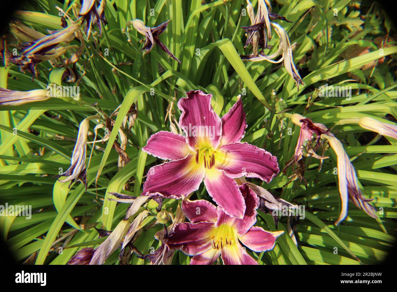 Airy bloom hi-res stock photography and images - Alamy