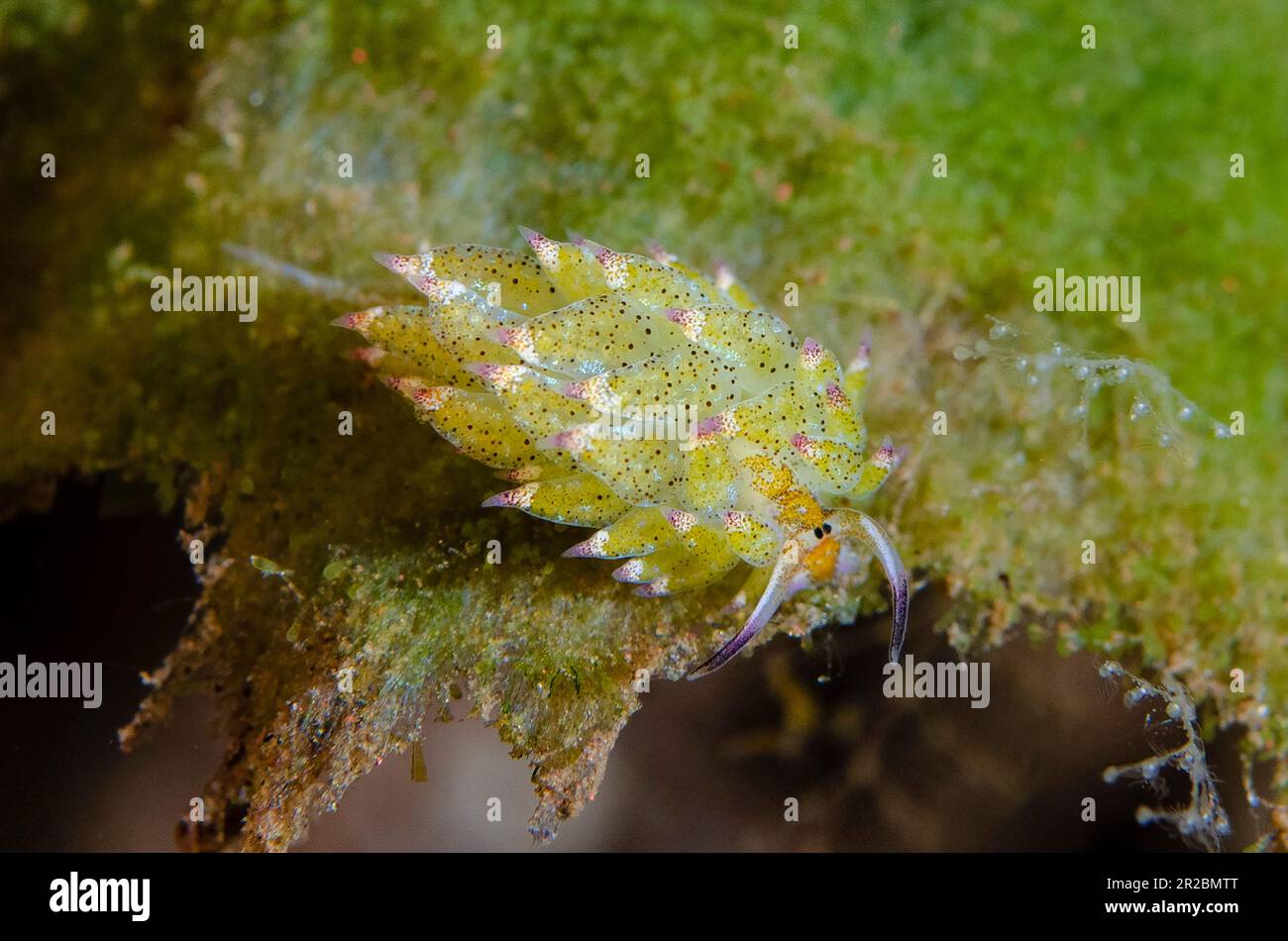 Kuro Sea Slug, Costasiella kuroshimae, on  green algae, Avrainvillea sp, Melasti dive site, Tulamben, Karangasem Regency, Bali, Indonesia Stock Photo