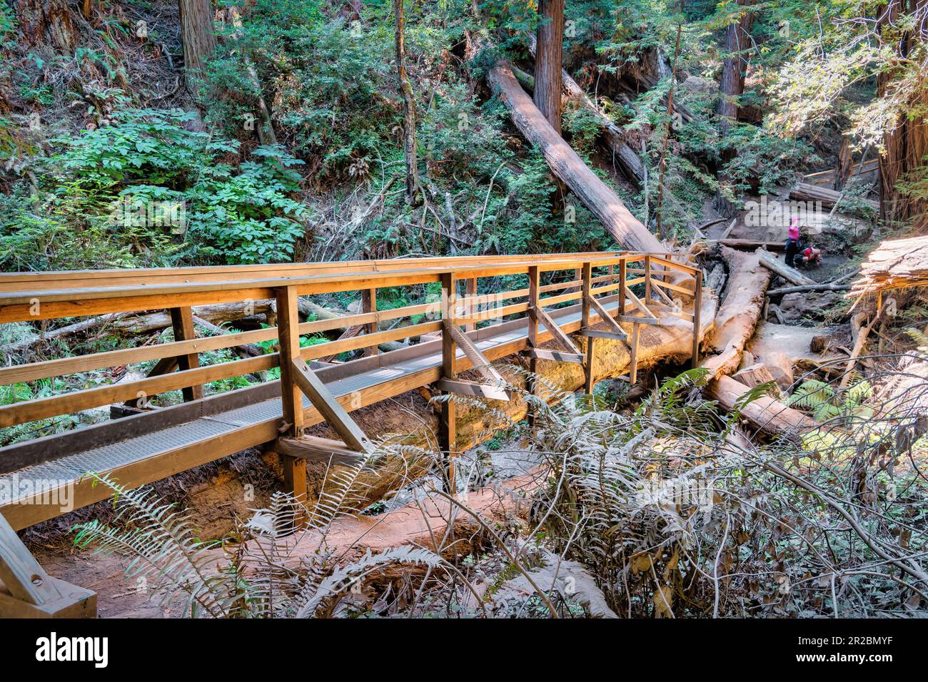 People hike in Muir Woods National Monument in California, USA Stock Photo