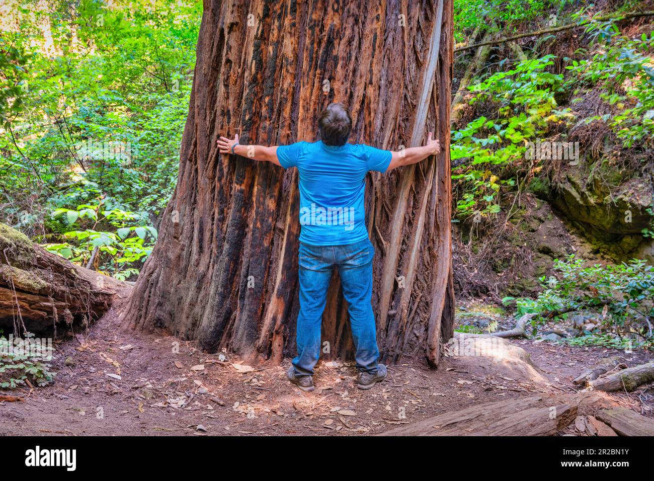 Man measures himself to large redwood tree in Muir Woods National Monument, California, USA Stock Photo