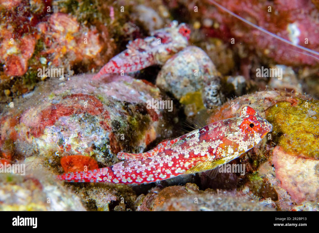 Pair of Moyer's Dragonets, Synchiropus moyeri, Sidem dive site, Tulamben, Karangasem Regency, Bali, Indonesia Stock Photo