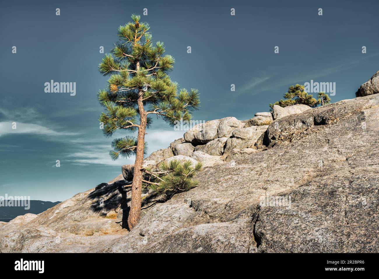 Lone pine tree at Emerald Bay, Lake Tahoe, California, USA Stock Photo