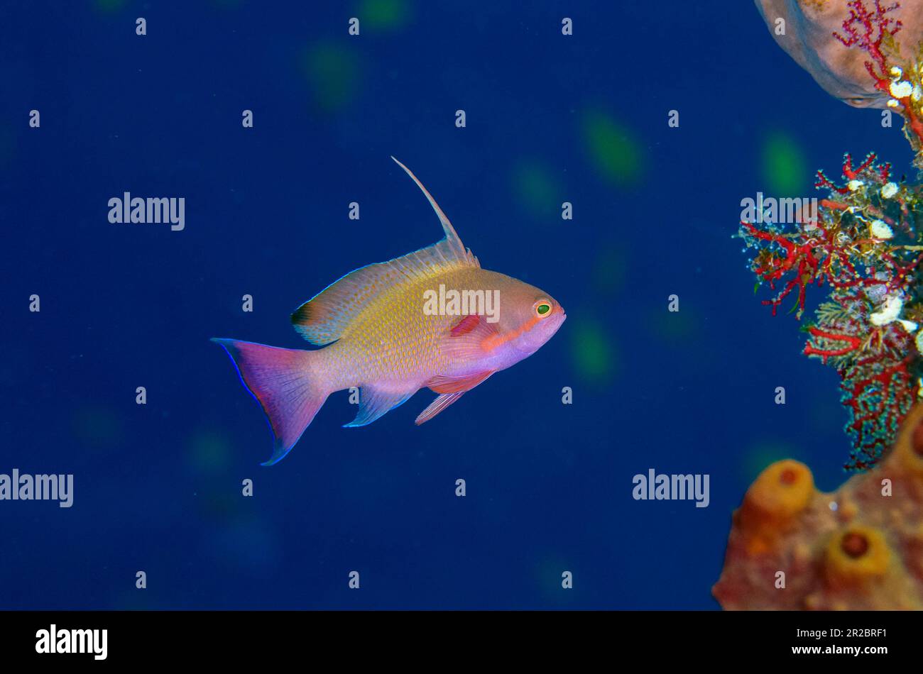 Scalefin Anthias male, Pseudanthias squamipinnis, with extended fin ...