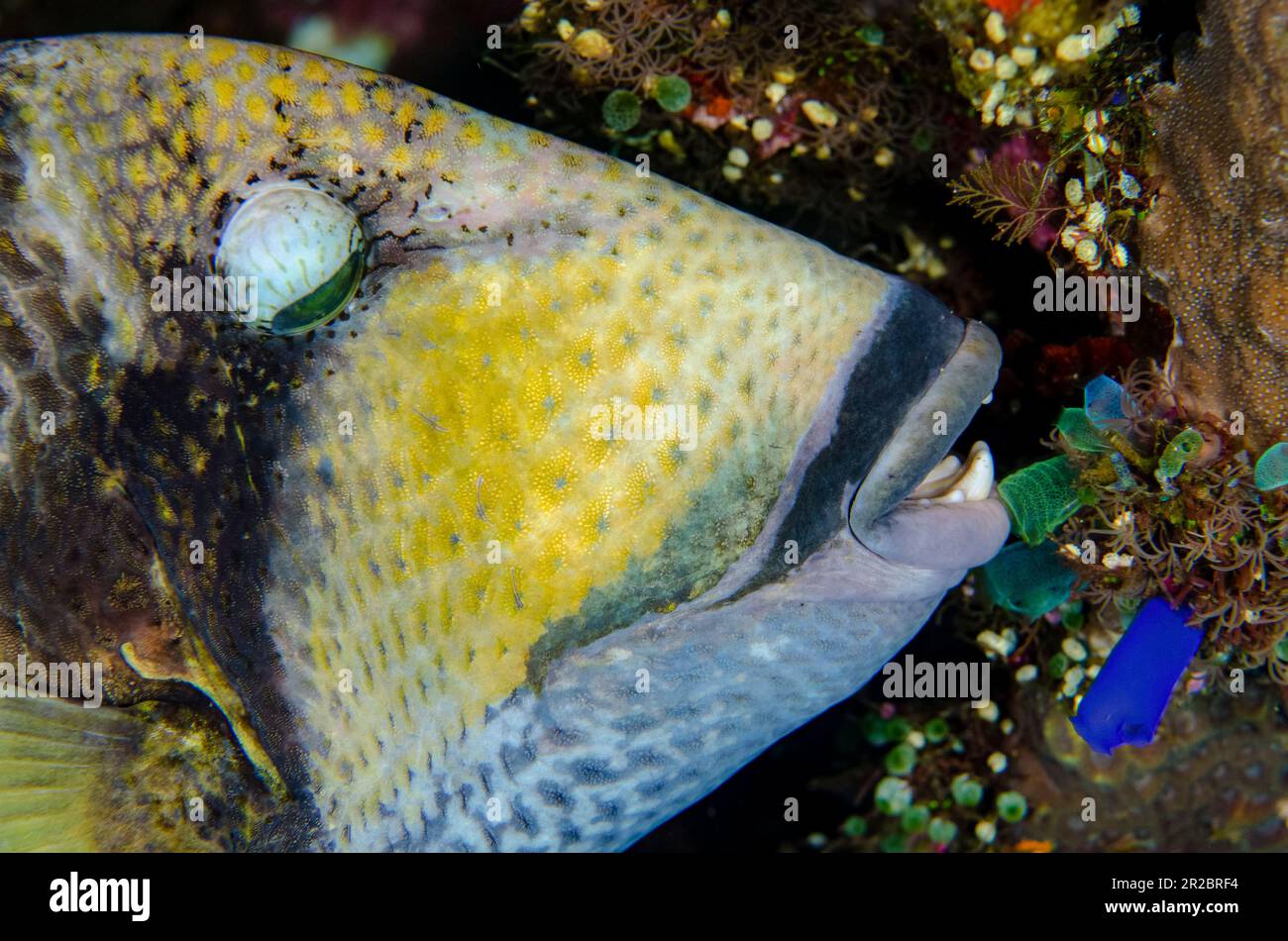 Titan Triggerfish, Balistapus viridescens, feeding on Sea Squirts, Liberty Wreck Dive Site,  Tulamben, Karangasem Regency, Bali, Indonesia Stock Photo