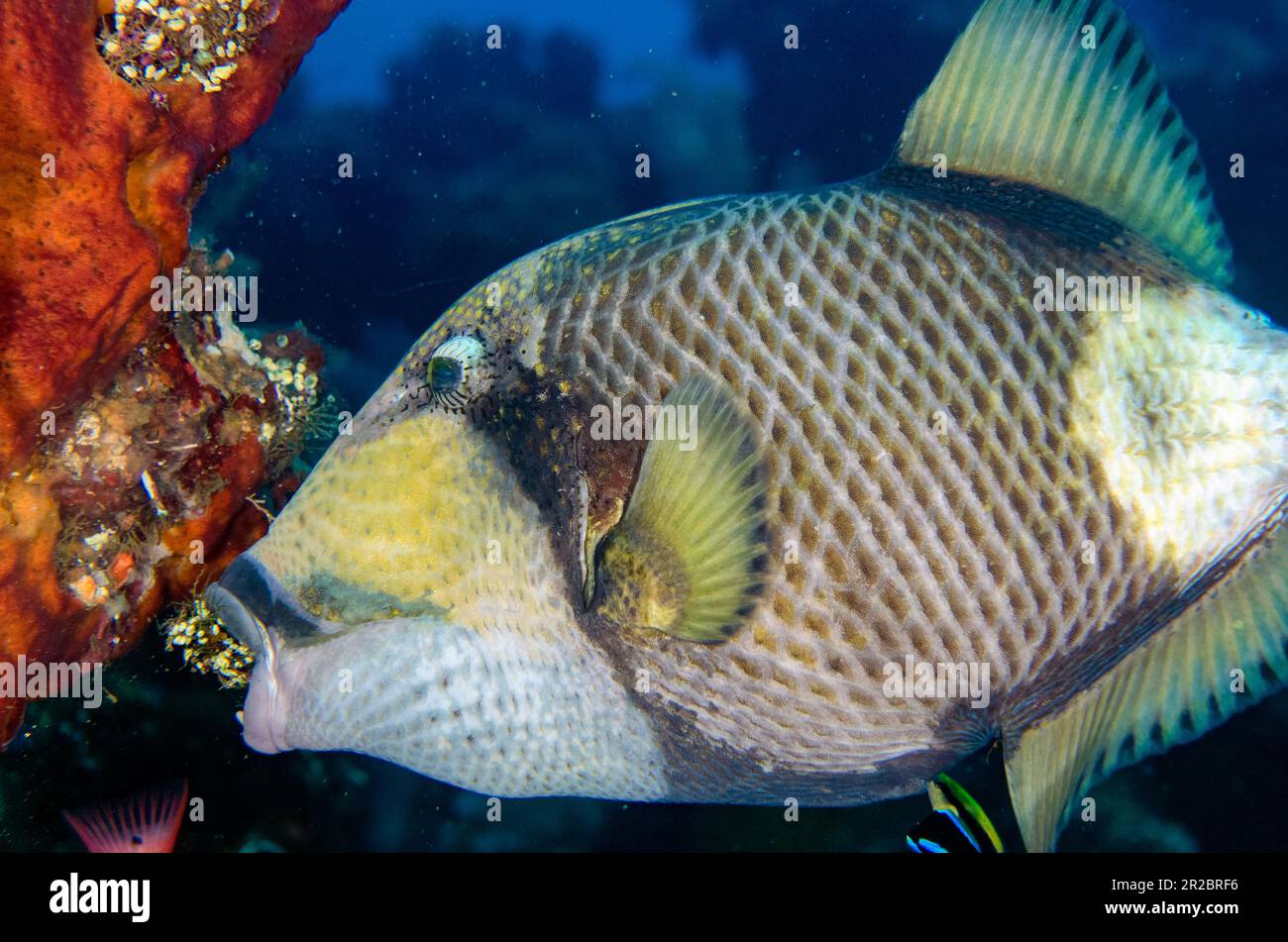 Titan Triggerfish, Balistapus viridescens, feeding on Sea Squirts, Liberty Wreck Dive Site,  Tulamben, Karangasem Regency, Bali, Indonesia Stock Photo