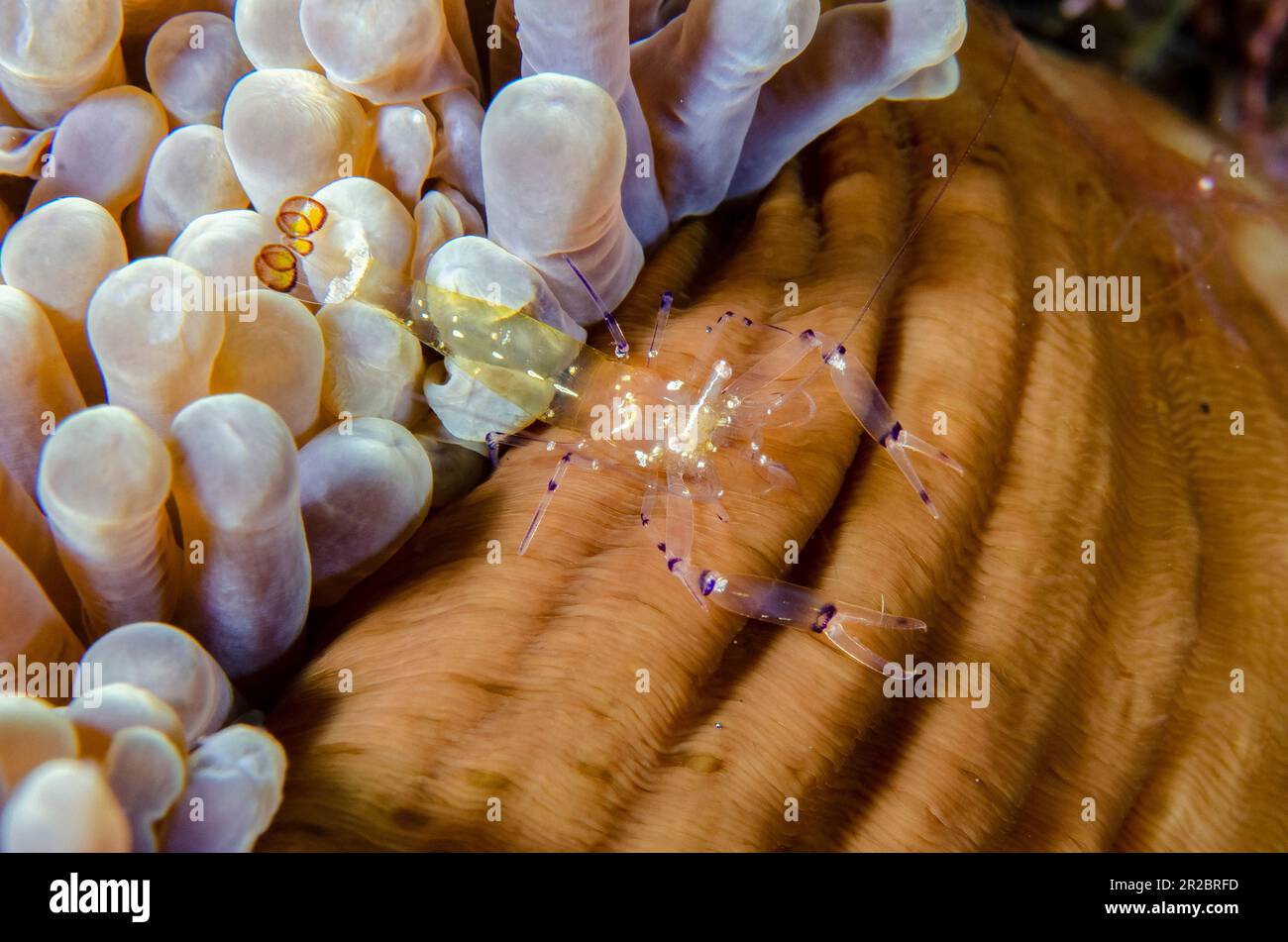 Peacock-tail Anemone Shrimp, Ancylocaris brevicarpalis, on Magnificent Sea Anemone, Heteractis magnifica, Coral Garden dive site, Tulamben, Karangasem Stock Photo