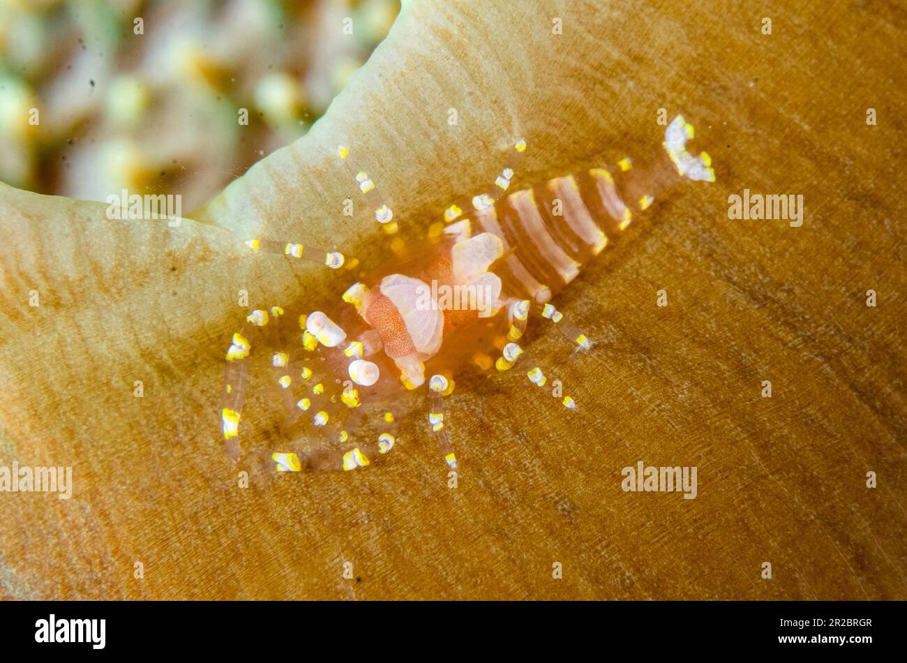 Hidden Corallimorph Shrimp, Pliopontonia furtiva, on Corallimorph Coral, Rhodactis rhodostoma, Coral Garden dive site, Tulamben, Karangasem Regency, B Stock Photo