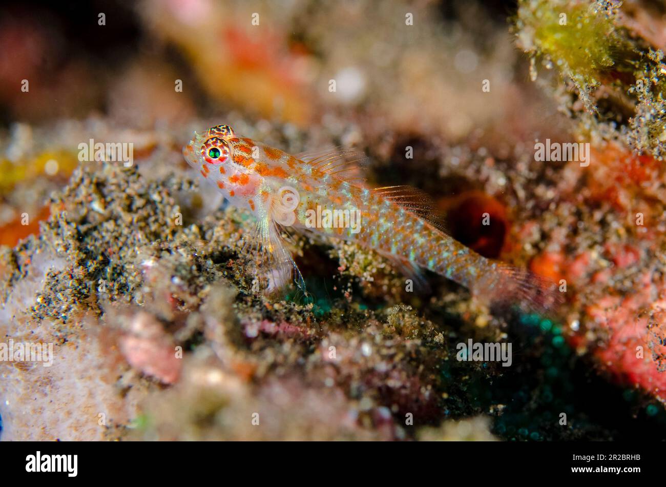 Spotted Pygmygoby, Eviota guttata, with parasitic Copepod, Copepoda Subclass, with egg case, Kubu Reef dive site, Tulamben, Karangasem Regency, Bali, Stock Photo