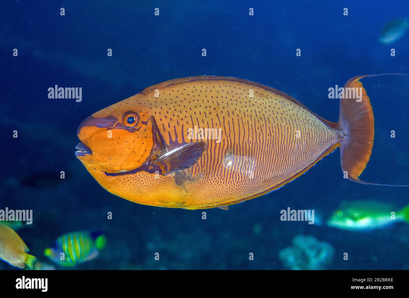 Bignose Unicornfish, Naso vlamingii, Liberty Wreck Dive Site, Tulamben, Karangasem Regency, Bali, Indonesia Stock Photo