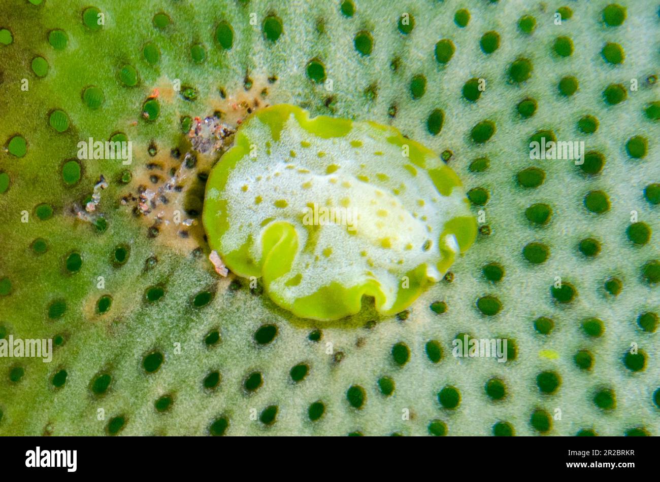 Cycloporus Flatworm, Cycloporus sp, on Lesser Urn Sea Squirt, Atriolum robustum, Seraya dive site, Tulamben, Karangasem Regency, Bali, Indonesia Stock Photo