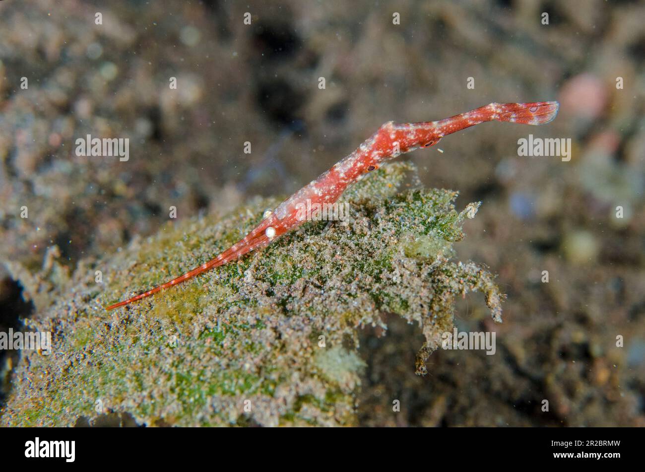 Saw Blade Shrimp, Tozeuma armatum, Melasti dive site, Tulamben, Karangasem Regency, Bali, Indonesia Stock Photo