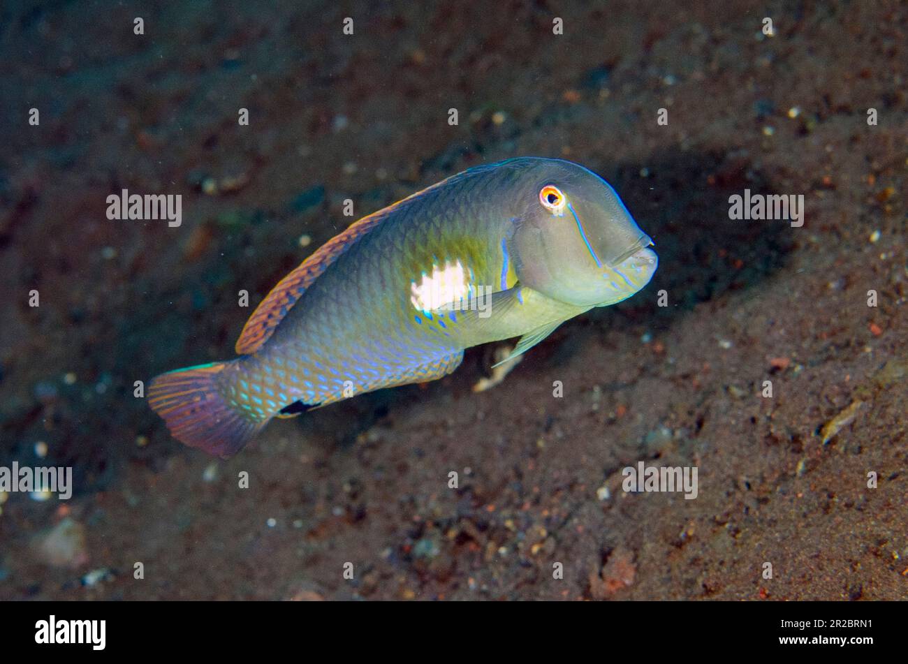 Female Finspot Razorfish, Iniistius melanopus, Melasti dive site, Tulamben, Karangasem Regency, Bali, Indonesia Stock Photo
