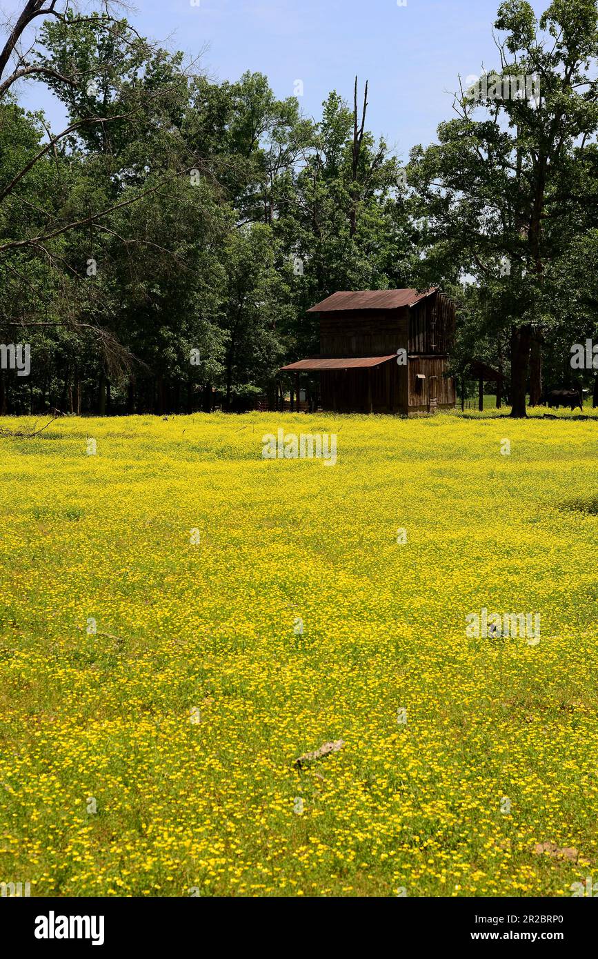Rural field of yellow flowers Stock Photo