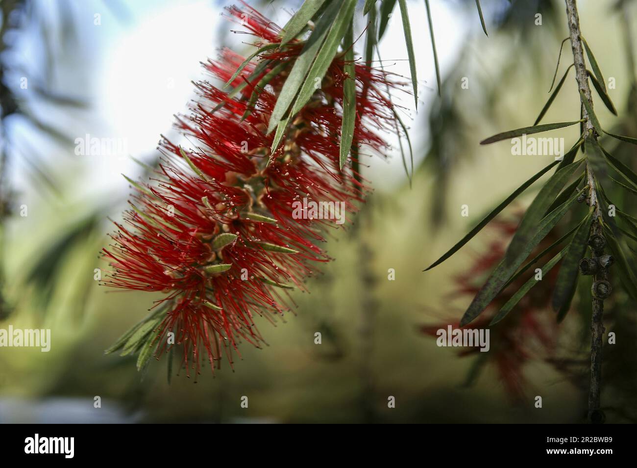 Papua New Guinea; Eastern Highlands; Goroka; Melaleuca citrina; common red bottlebrush, crimson bottlebrush, Karminroter Zylinderputzer Stock Photo