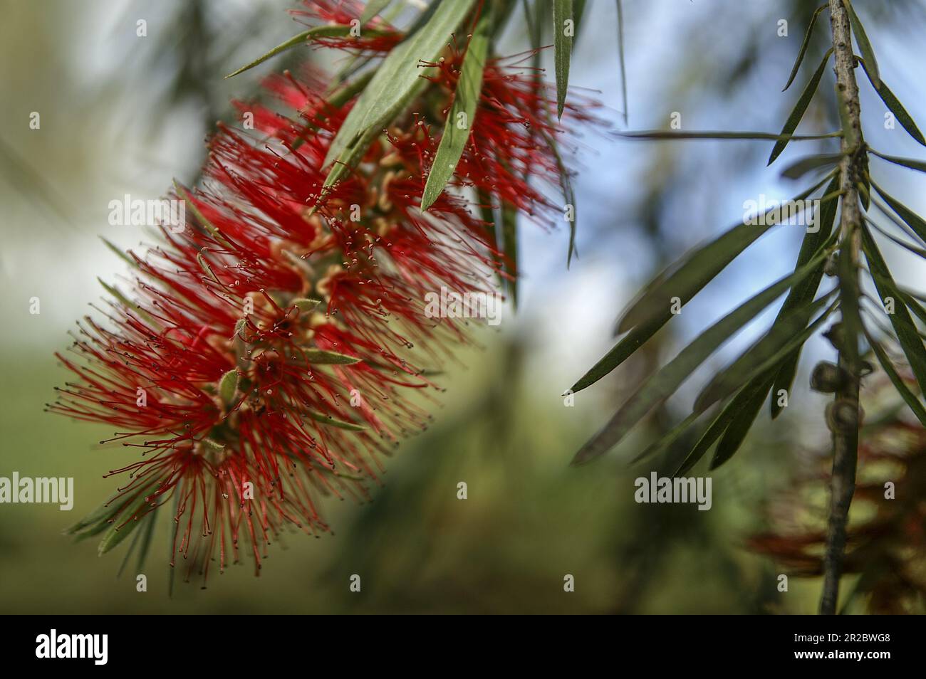 Papua New Guinea; Eastern Highlands; Goroka; Melaleuca citrina; common red bottlebrush, crimson bottlebrush, Karminroter Zylinderputzer Stock Photo