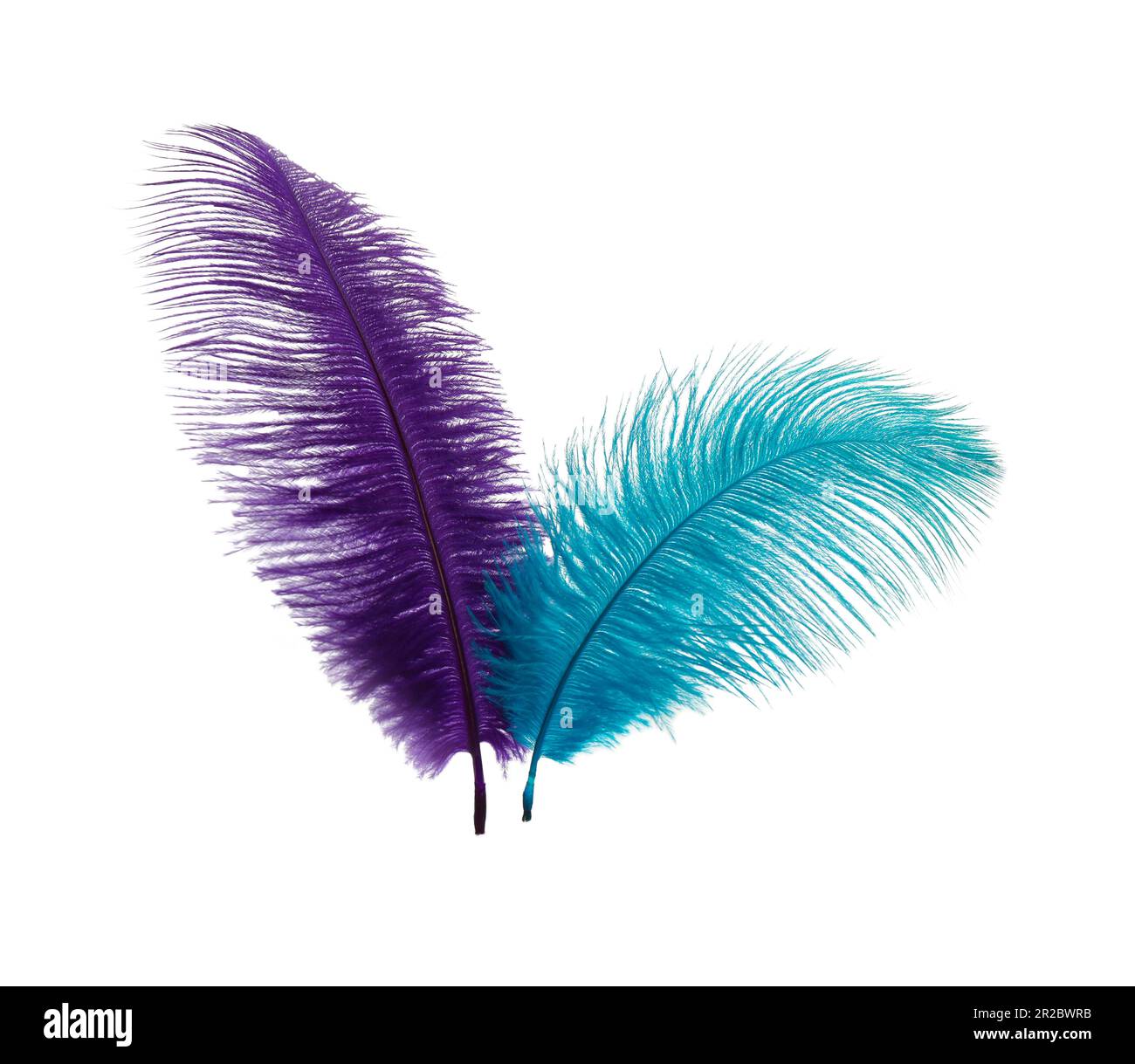 Beautiful violet and light blue feathers on white background Stock ...