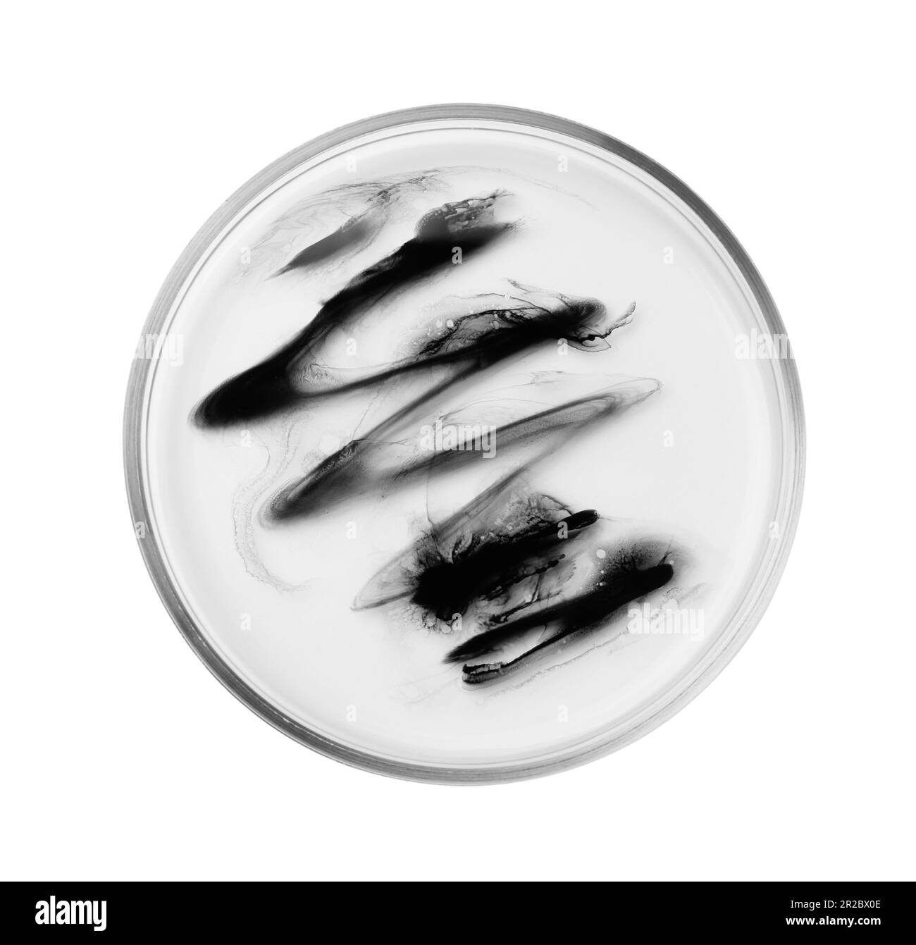 Petri dish with bacteria on white background, top view Stock Photo - Alamy