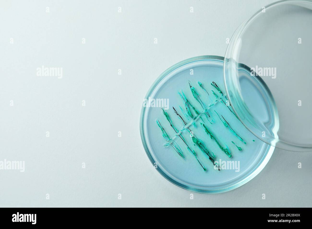 Petri dish with bacteria colony on white background, top view. Space ...
