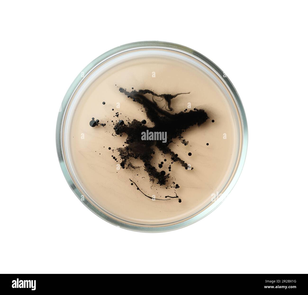 Petri dish with bacteria on white background, top view Stock Photo - Alamy