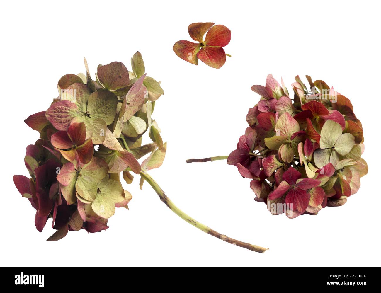Petal of dry hydrangea flower Cut Out Stock Images & Pictures Alamy