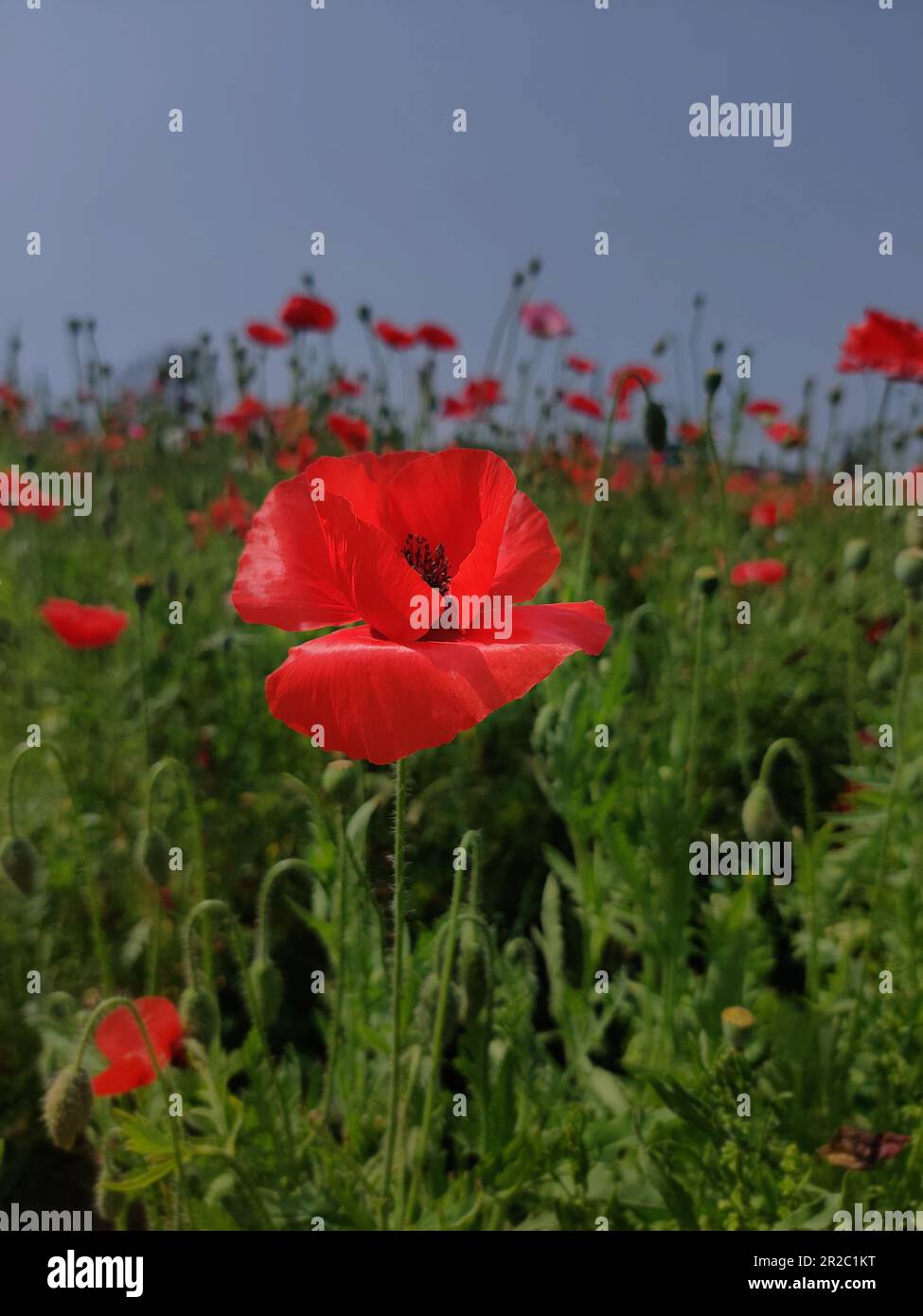 Pictures of poppy fields hi-res stock photography and images - Alamy