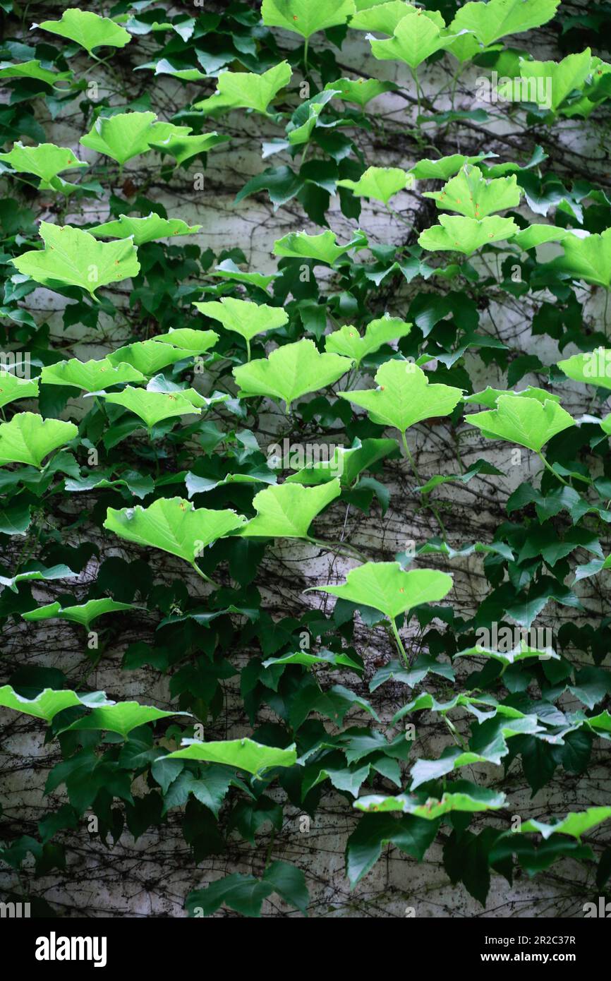 wall vine plant, Lion Grove Garden, Gusu District, Suzhou, China Stock