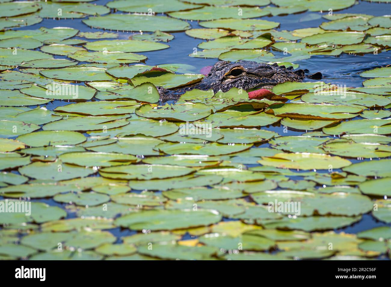 Alligator peering through lily pads in Lake Apopka along the Healthy West Orange Boardwalk trail at the Oakland Nature Preserve in Oakland, Florida. Stock Photo